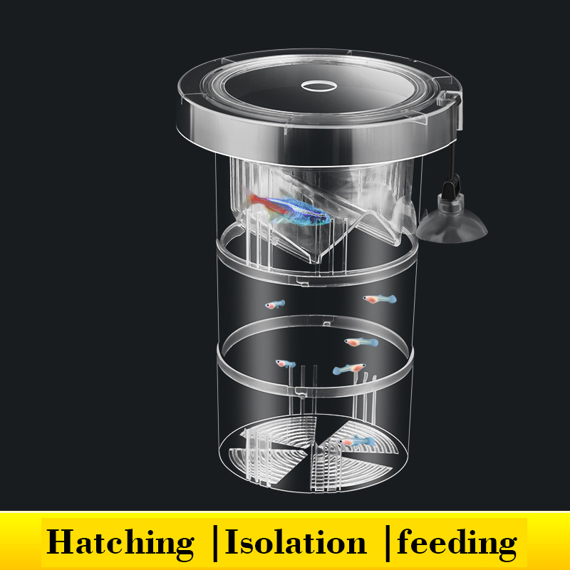 Aquarium Fish Breeding - 수족관 탱크 용 부동 물고기 사육