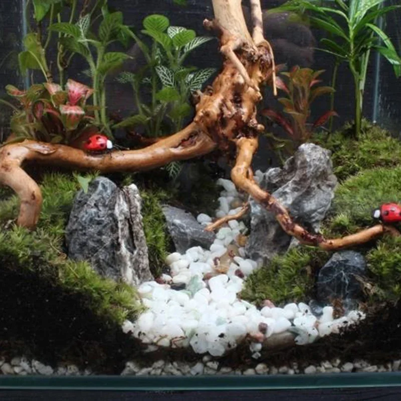 천연 나무 줄기 유목 수족관 어항, 파충류 실린더 뿌리 - Aquarium Fish Enrichment 리뷰 및 가격