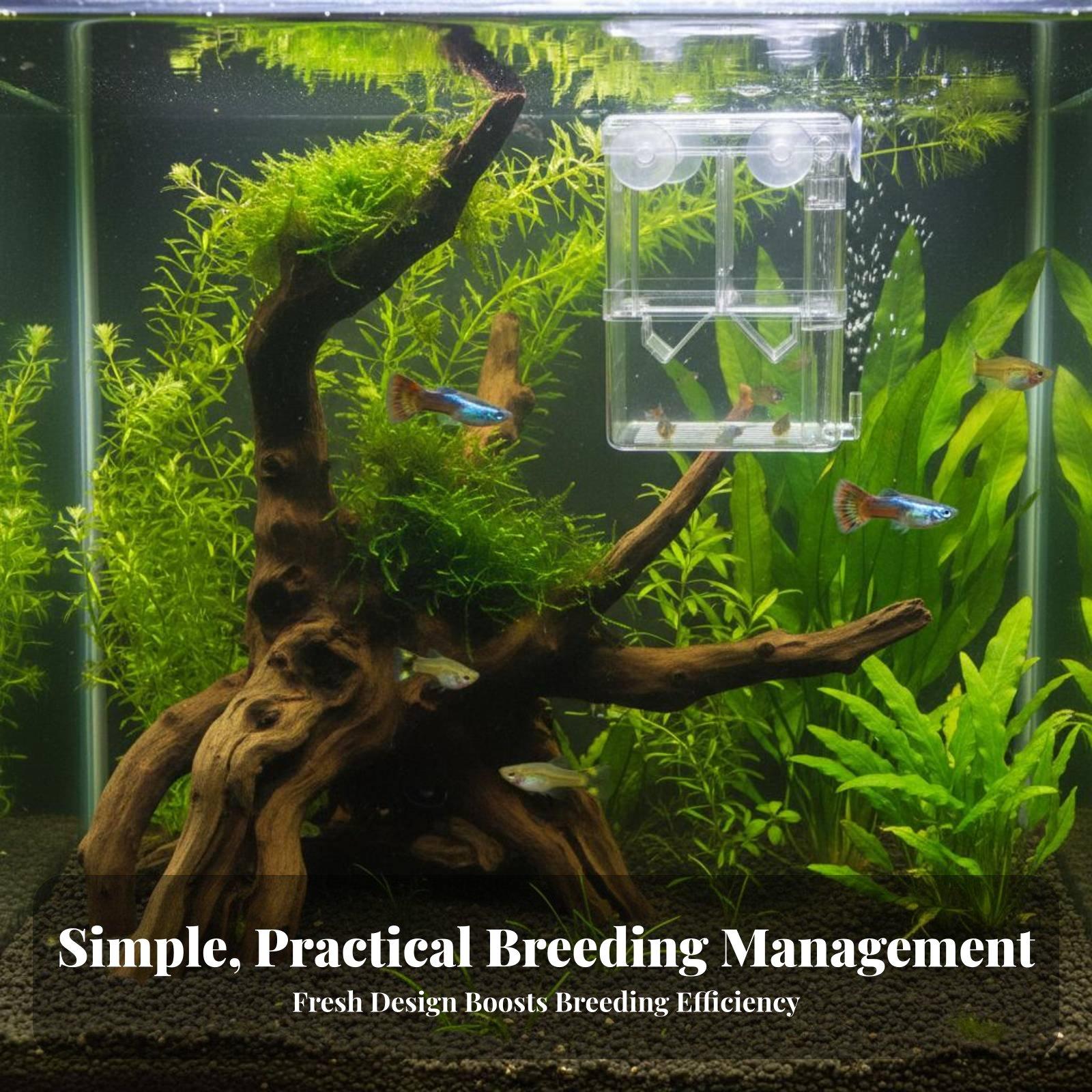 이중층 수족관 번식 탱크 새끼 물고기 격리 분리기 투명 - Aquarium Fish Breeding 리뷰 및 가격