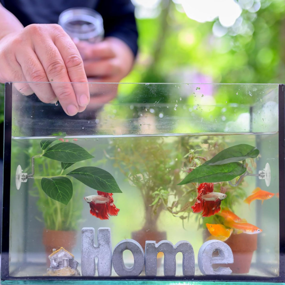 1 PC 베타 물고기 해먹 부드러운 수족관 장식 플라스 - Aquarium Fish Enrichment 리뷰 및 가격